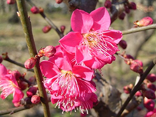 Amazon.co.jp: 盆栽 梅 花芽付き！紅千鳥（一重咲き、赤花）（3566